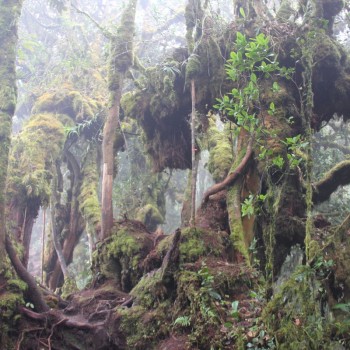Mossy Forest